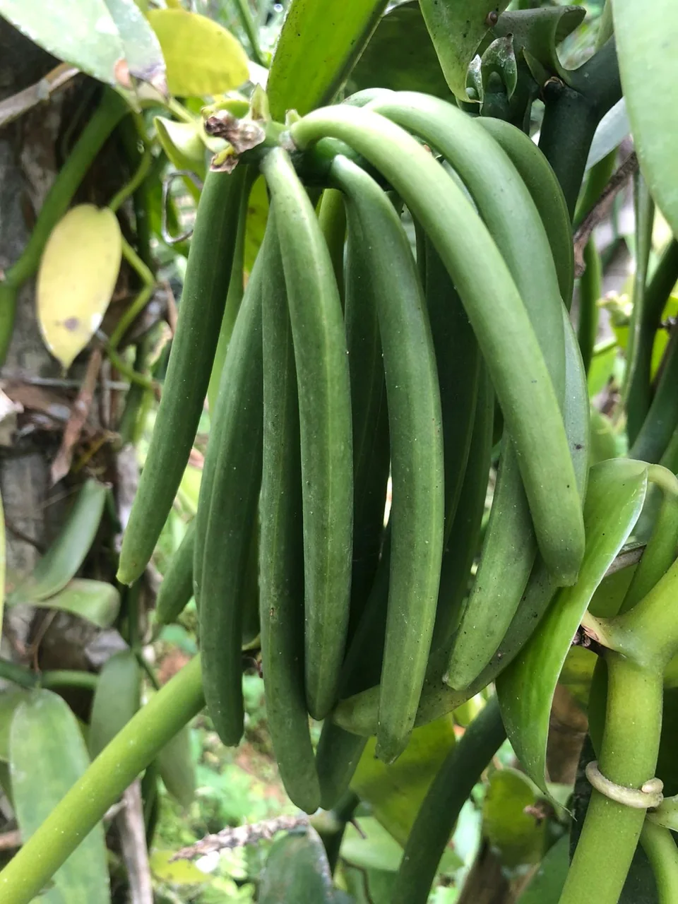 Green vanilla pods on a tropical vine