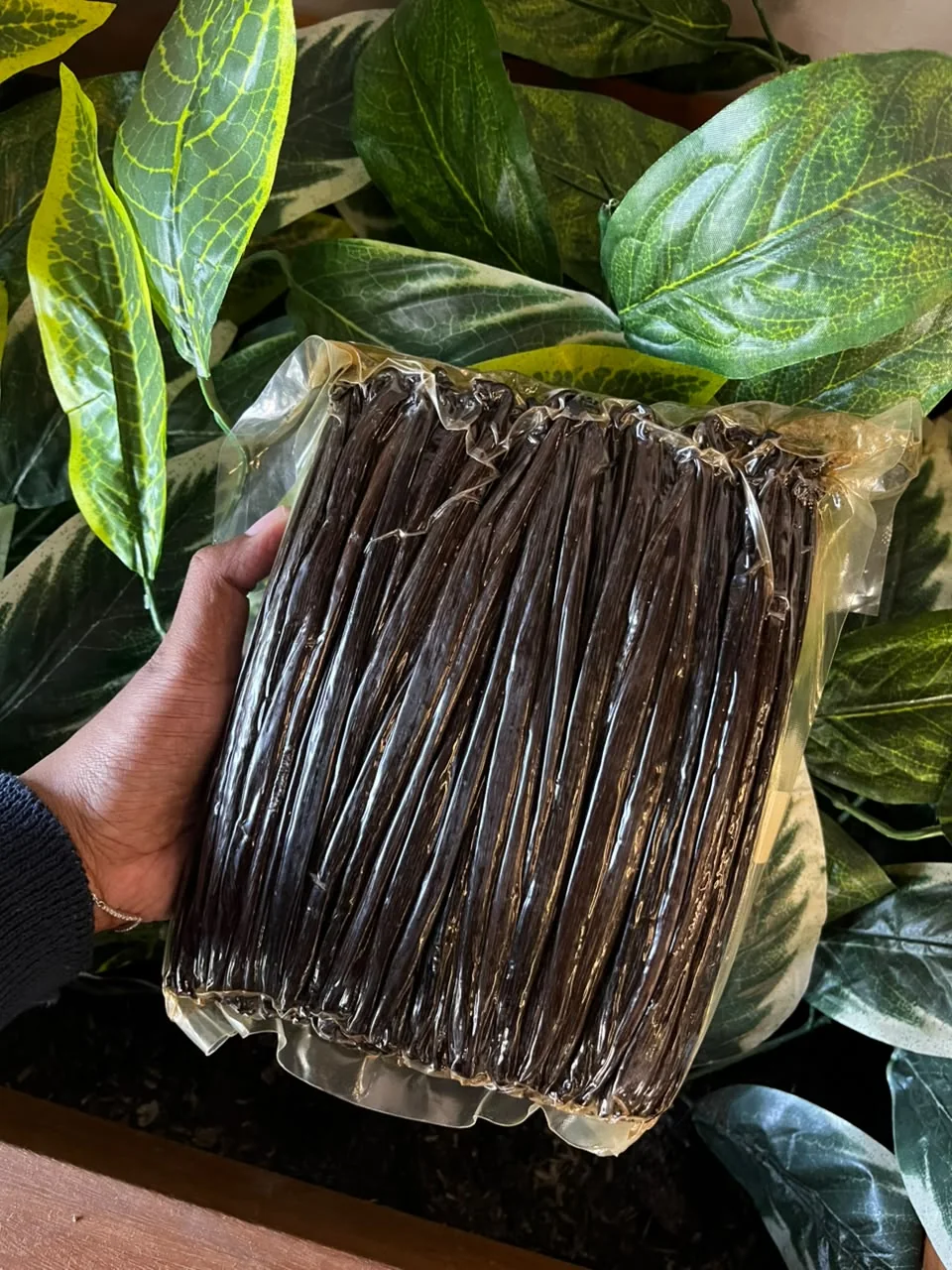 Indonesian vanilla beans held against tropical leaves