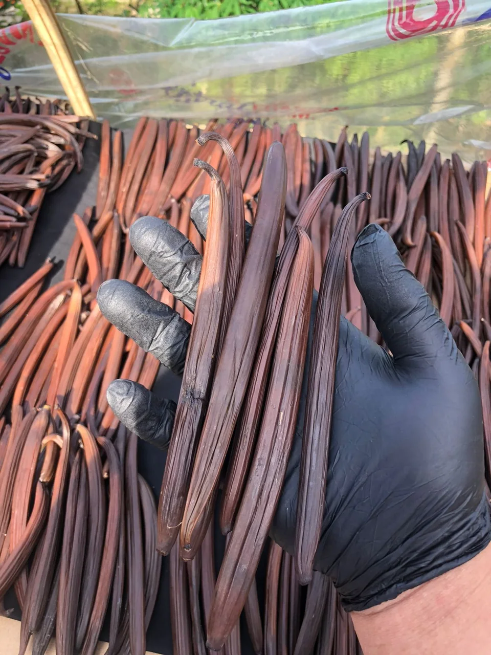 Gloved hands examining cured vanilla beans