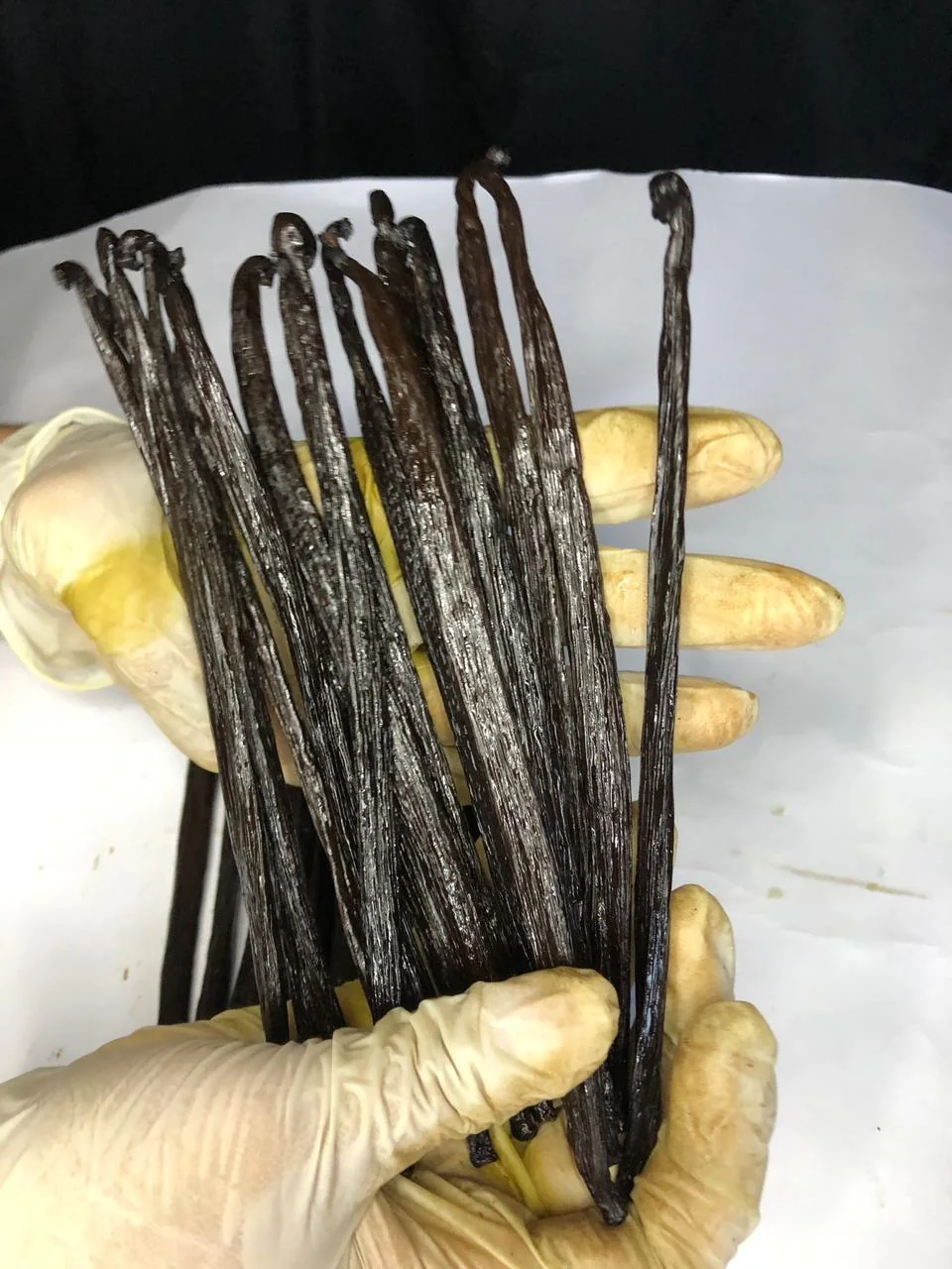 A gloved hand presenting a selection of cured vanilla beans